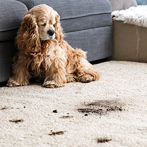carpet cleaning for all stains including pet urine